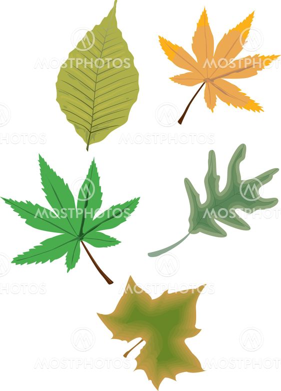Leaves