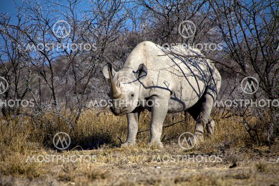 a black rhinoceros in etosha national park namibia africa