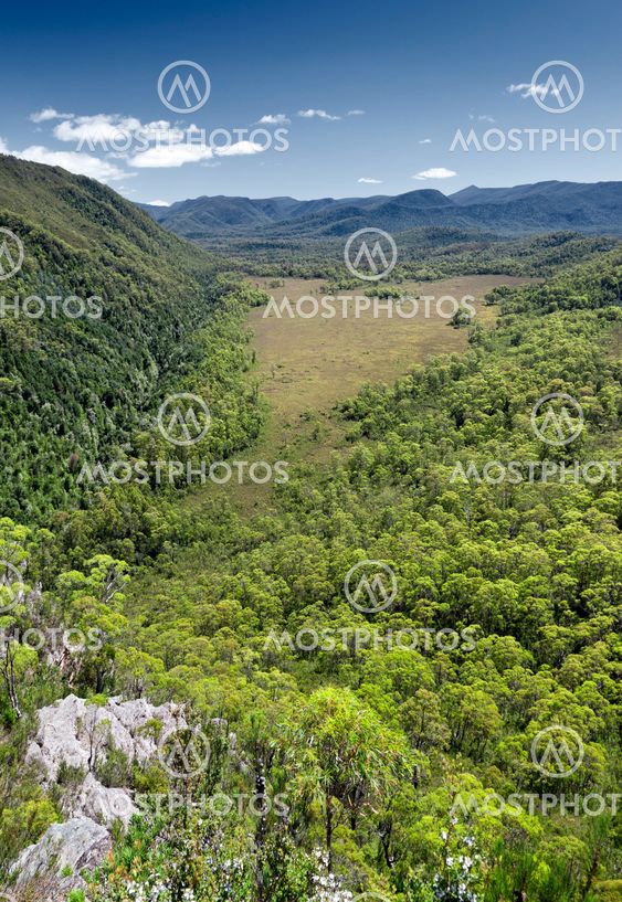 Tasmania state forest