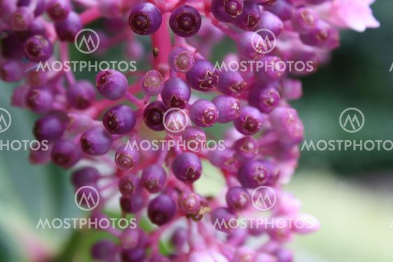 close-up purple tiny flower