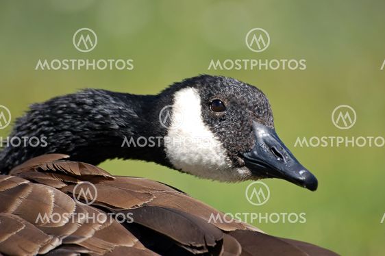 Canada Goose