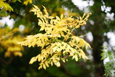 Autumn, tree and yellow leaves in nature for growth,...