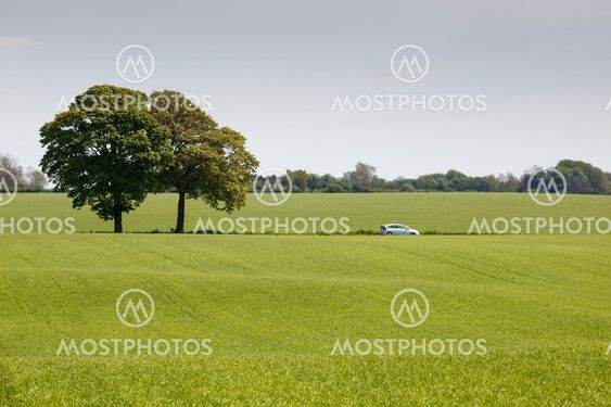 Trees on Field