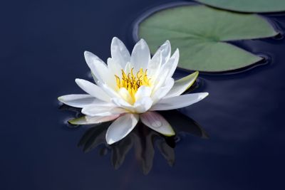 white lotus lily flower on water. botany and vegetation
