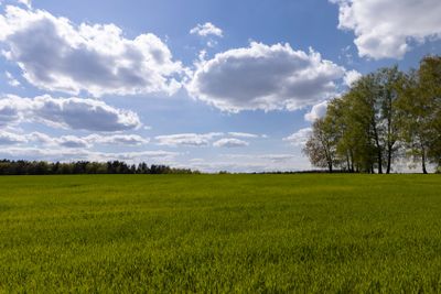 a field with green cereals in the spring season