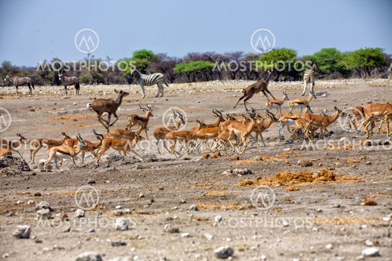a group of blackfaced impala running away from a waterhole at etosha national park namibia