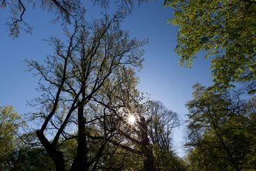Young spring foliage of trees in the spring season