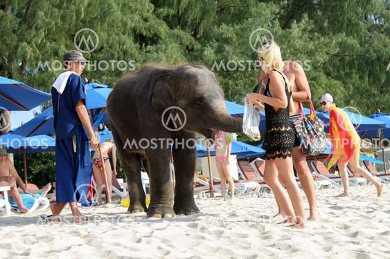 BANGTAO BEACH, PHUKET, THAILAND - NOVEMBER 06, 2013: Tourists fedding a baby elephant on the seaside Asia vacation.
