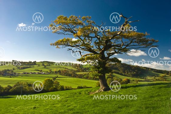 The English tree