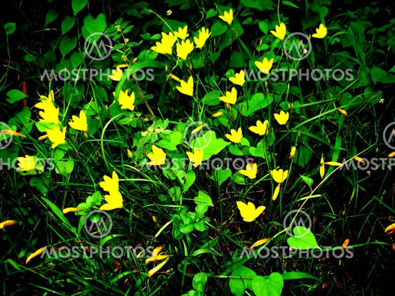 Flowery Bush