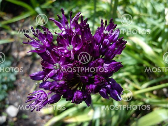 Purppura kukka