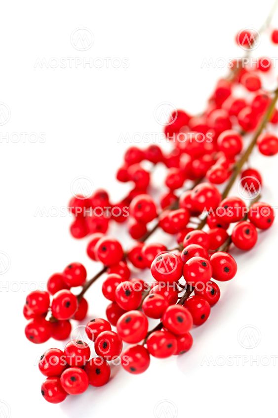Red Christmas berries