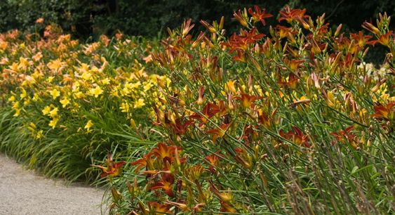 Day lilies - the ultimate summer flowers