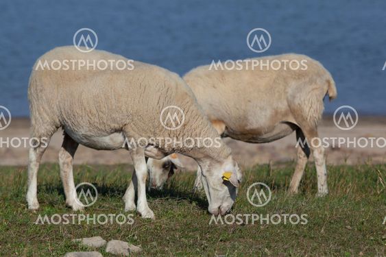 Flock of sheep, Ebro reservoir, Burgos, Castilla y Leon, Spain