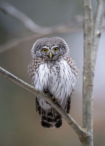 Pygmy owl on tree early in spring