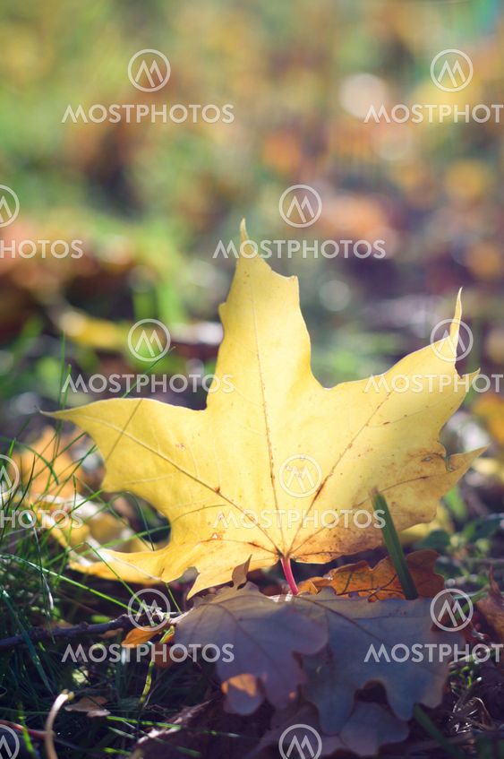 Fallen maple leaf against evening sunlight