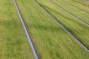 beautiful tram Rails green grass way