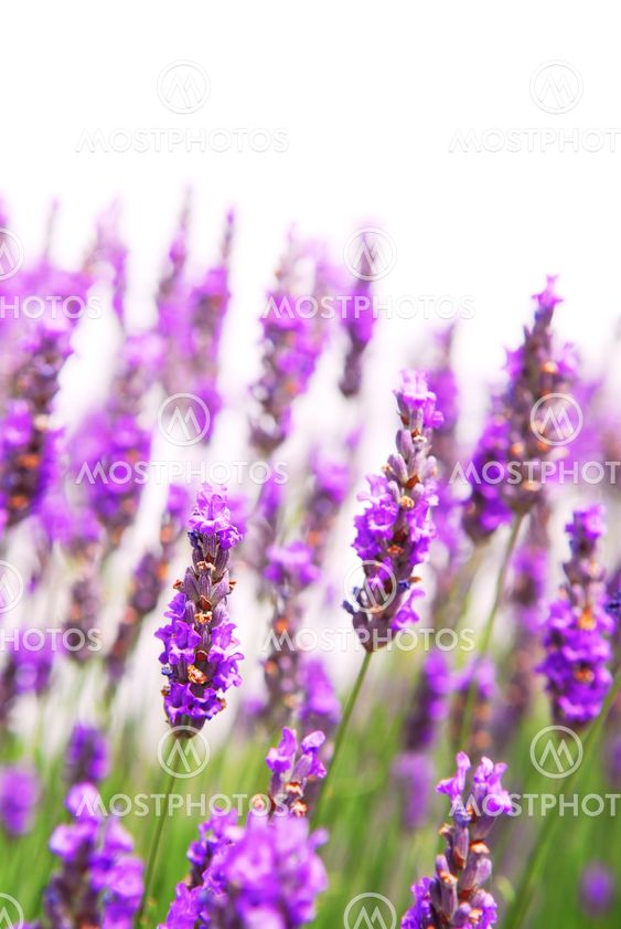Lavender background