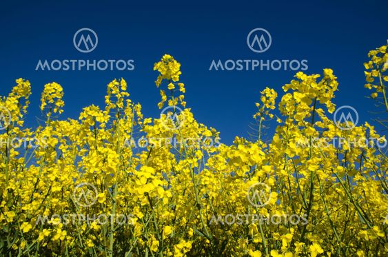 Canols field close-up