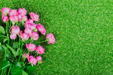 Bright pink roses arranged on vibrant green grass create...