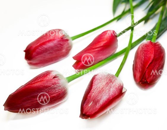 Five red buds of tulips on the white background