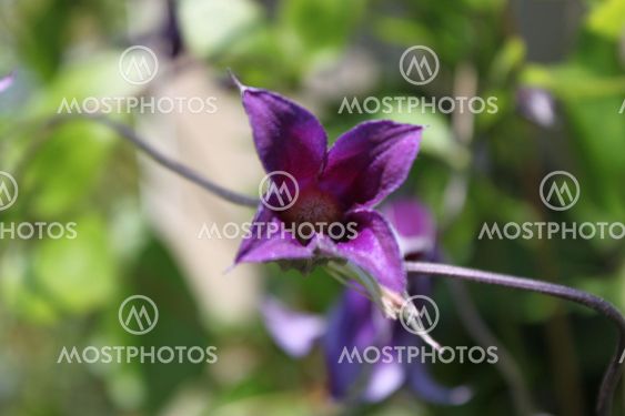 Purple Flower