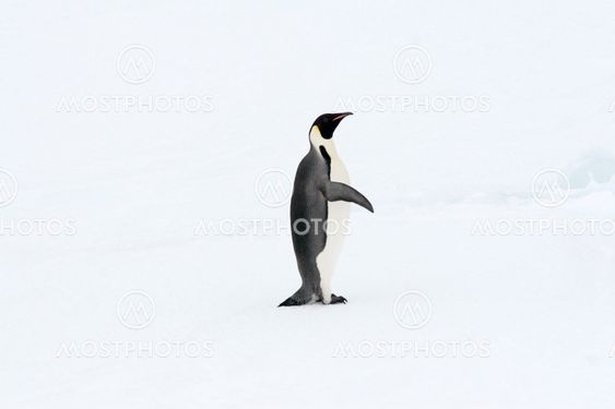 Emperor penguin (Aptenodytes forsteri)