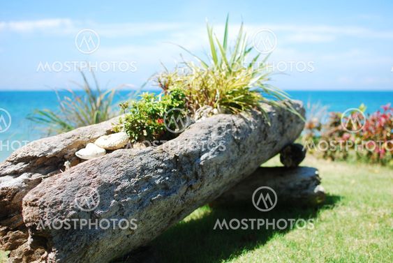 Categories Are Tree Plantation
