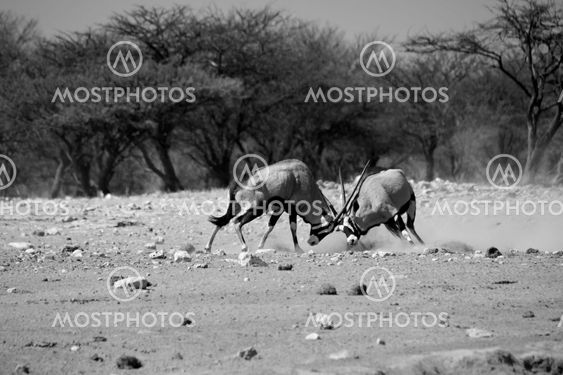 two oryx fighting at etosha national park namibia africa