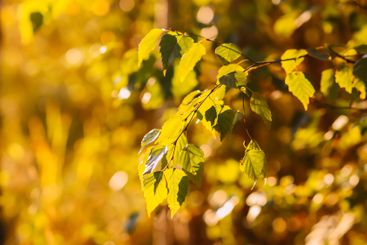 Tranquil autumn nature background in a sunset light.