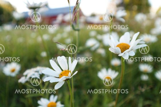 Daisies