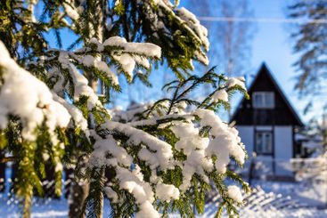 snowy firtree branches close-up lit by setting sun