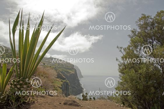 wild nature, west coast of Madeira