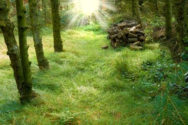 Forest, floor and landscape with grass, outdoor sunlight...