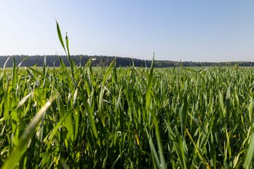 illuminated by sunlight green blades of cereal in spring