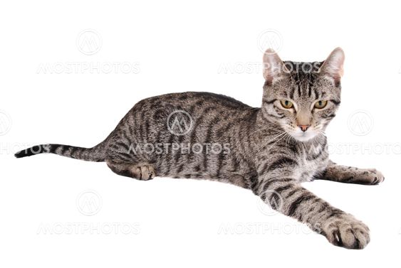 Reaching Cat