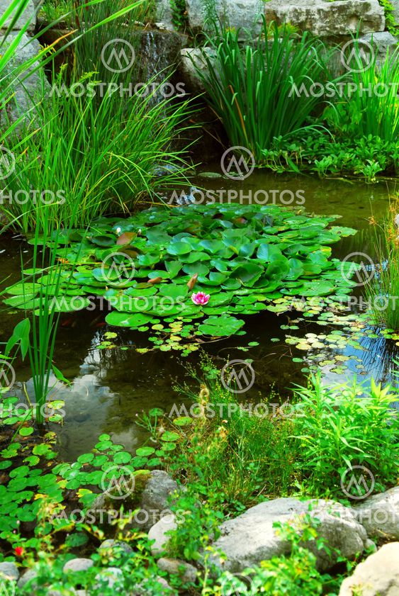Pond landsaping