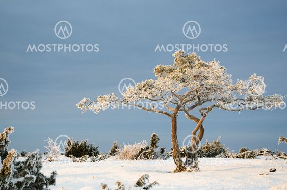 Frosty pine tree in a winter landscape