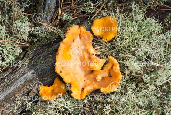 Chanterelles