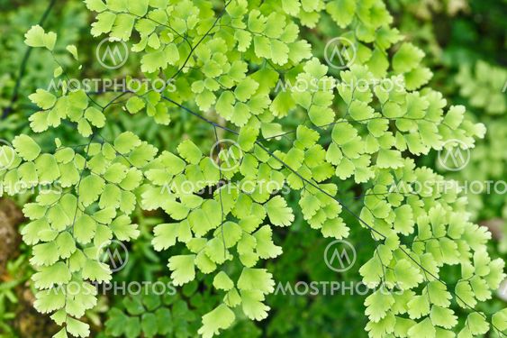 Fern plants cover the ground of the natural forest