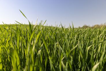 a green wheat field in the spring season