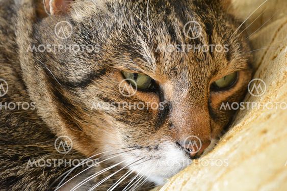 The cat rests