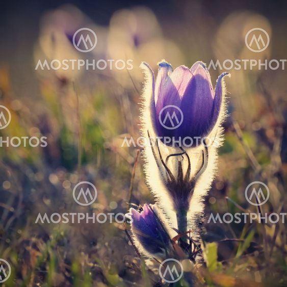 Pasque Flower blooming on spring meadow at the sunset -...