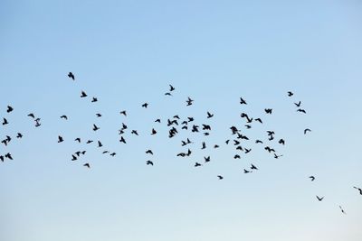 birds flying in the sky