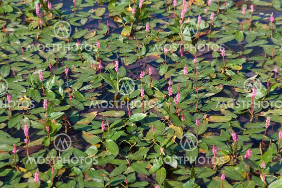 Plants in the water, Ebro reservoir, Burgos, Castilla y Leon, Spain