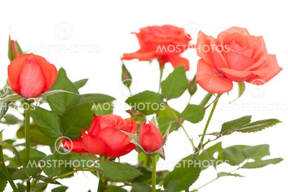 red rose