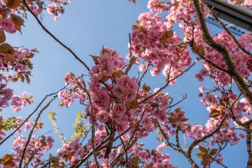 Pink blooming cherry tree in a garden by a house.