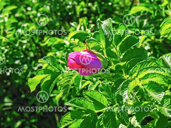 Red flower - rosehip.