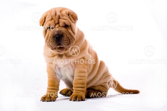 Funny sharpei
