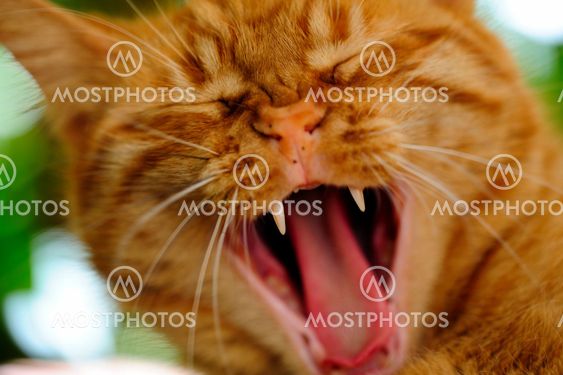 Gapande Orange Cat
